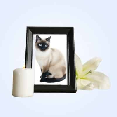 cat memorial gifts collection thumbnail