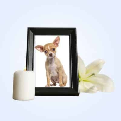 pet memorial collection thumbnail